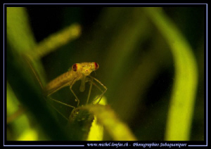 Another shot of a Larva of a Damselfly taken in a small h... by Michel Lonfat 